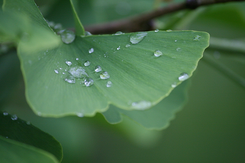 ginkgo biloba