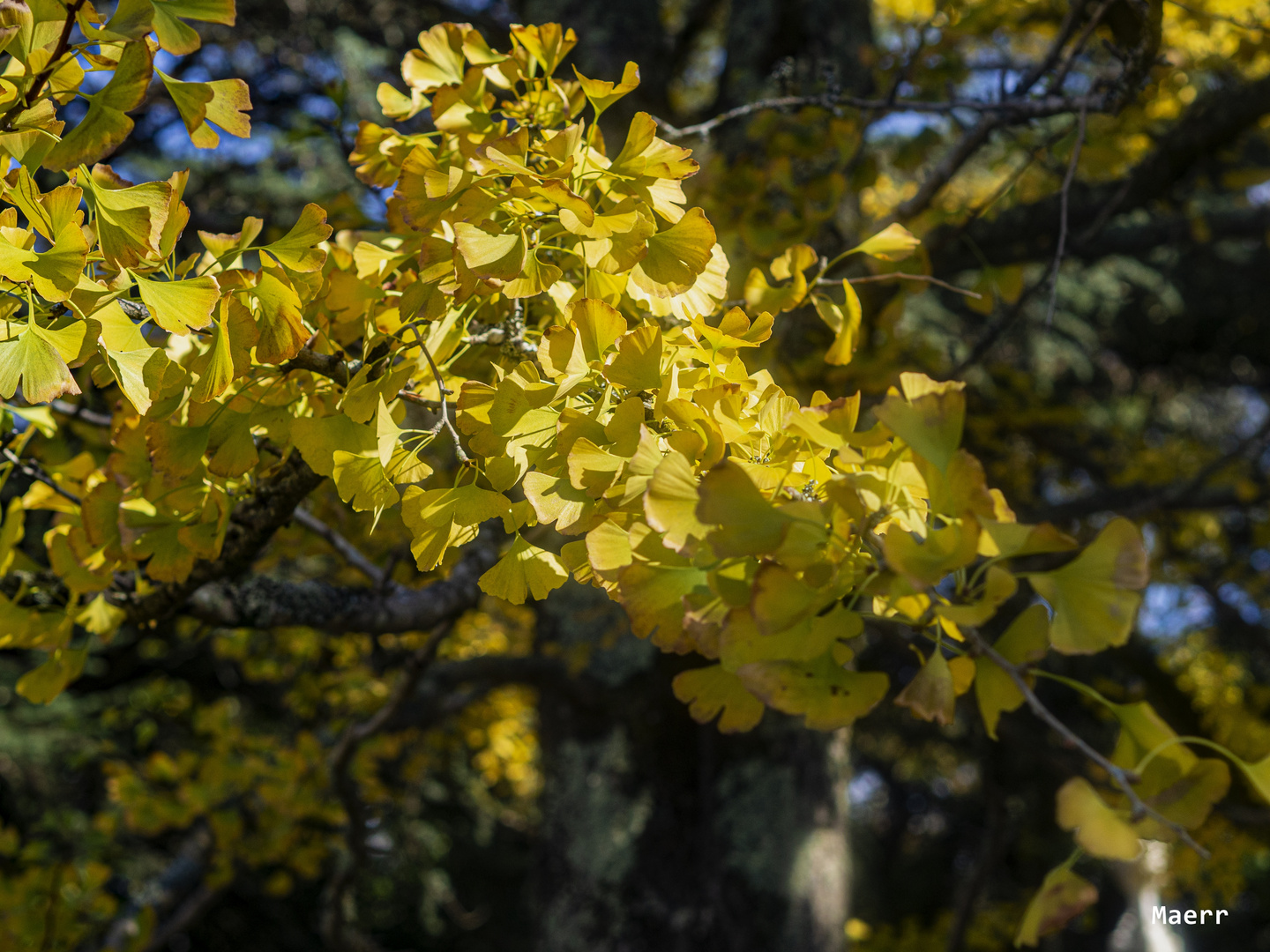 Ginkgo Biloba