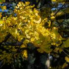 Ginkgo Biloba