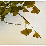 Ginkgo Biloba