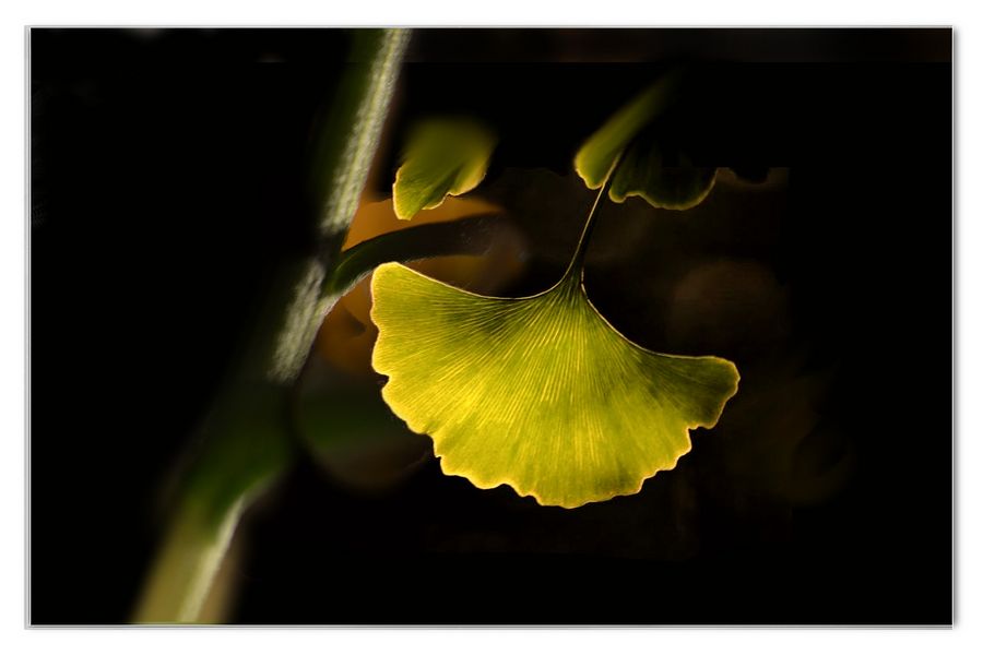 ginkgo biloba