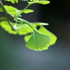 Ginkgo Biloba