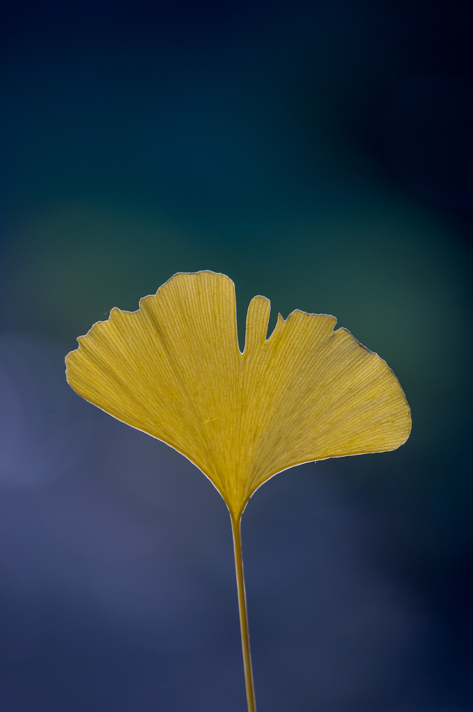 Ginkgo biloba