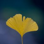 Ginkgo biloba