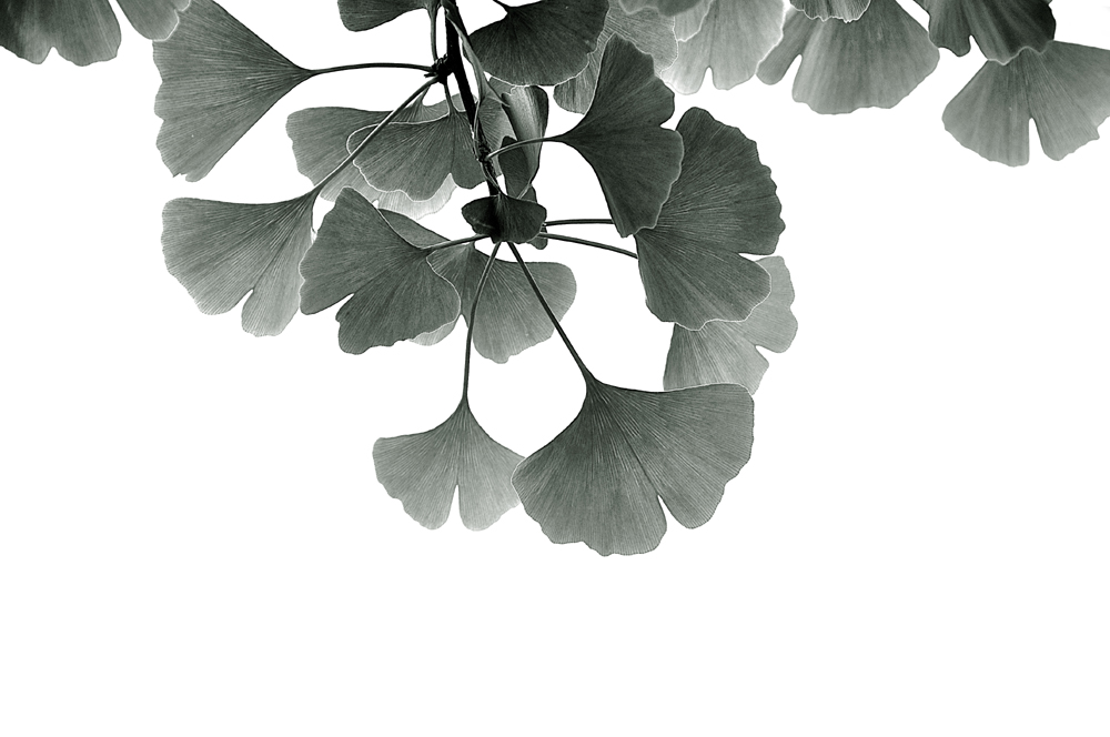 Ginkgo Biloba