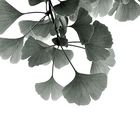 Ginkgo Biloba