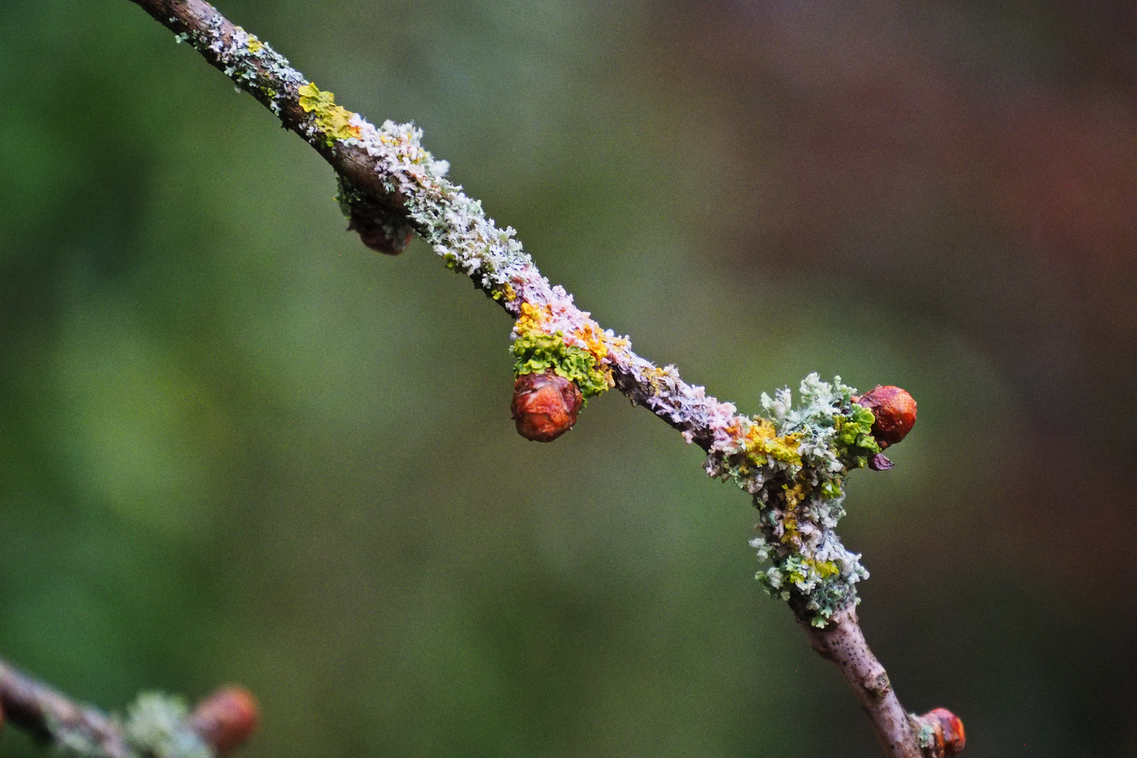 Ginkgo biloba