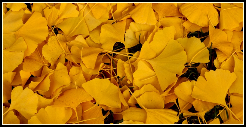 Ginkgo Biloba