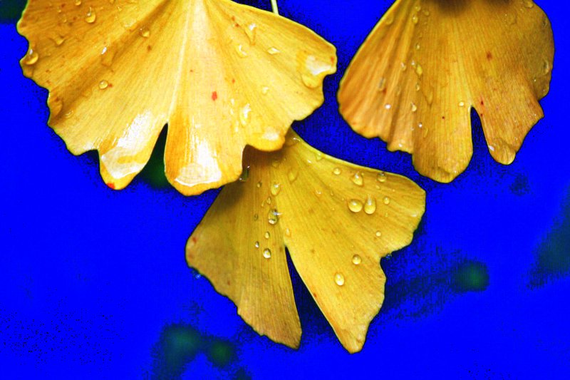 Ginkgo biloba