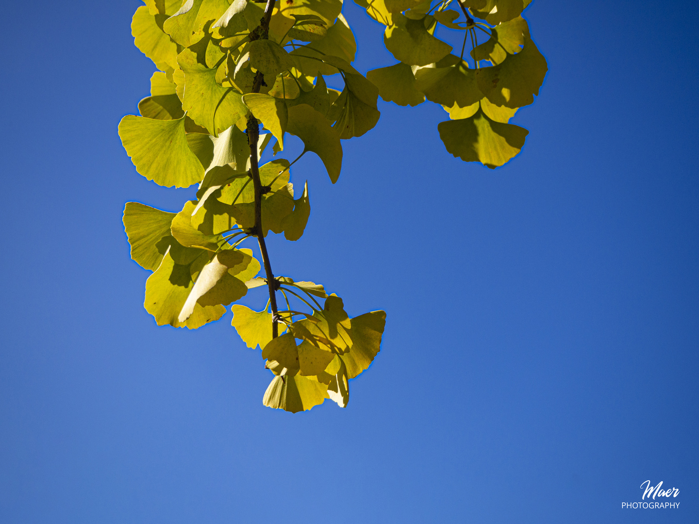 Ginkgo Biloba.