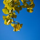 Ginkgo Biloba.