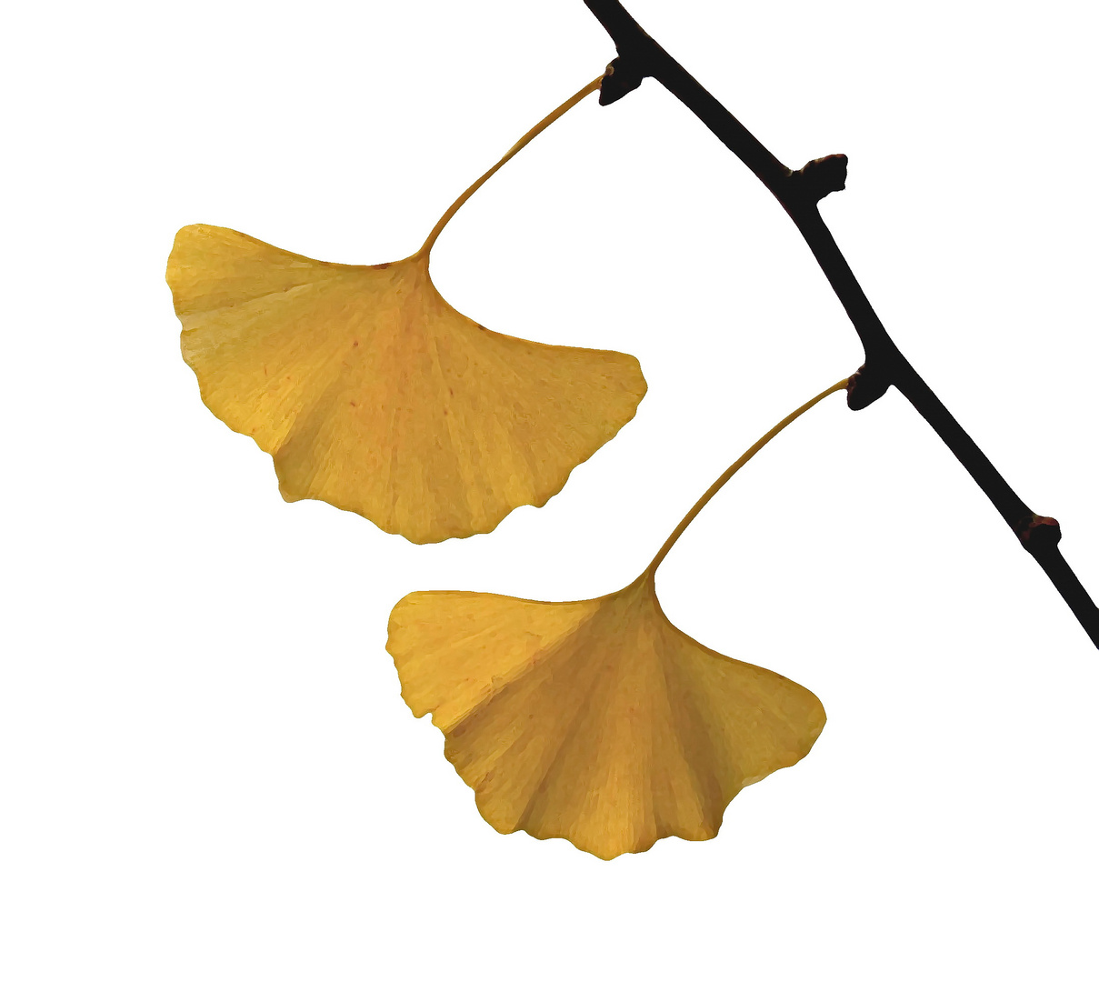 Ginkgo biloba