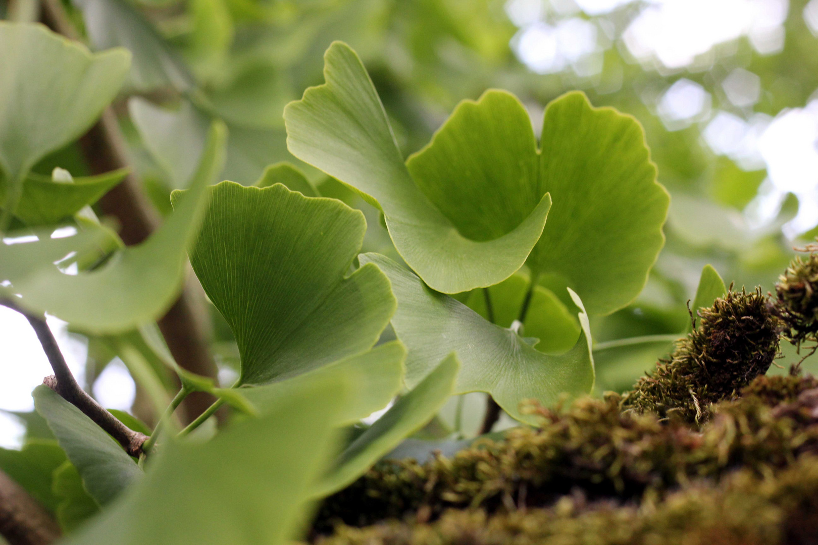 Ginkgo biloba