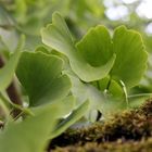 Ginkgo biloba