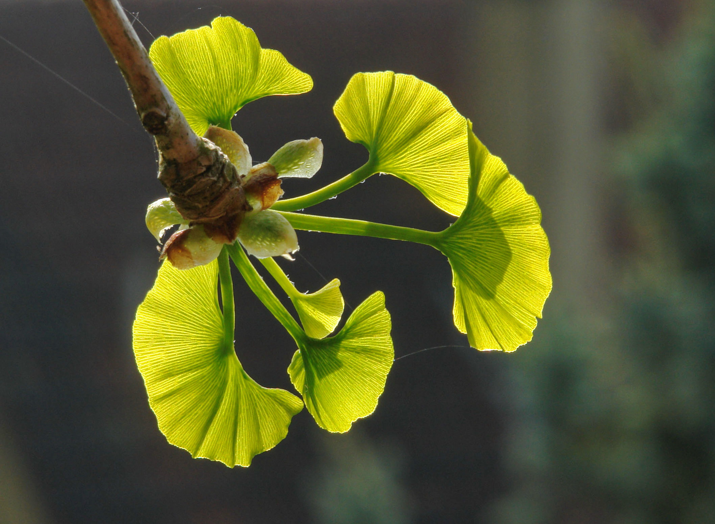 Ginkgo biloba