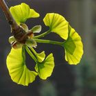 Ginkgo biloba