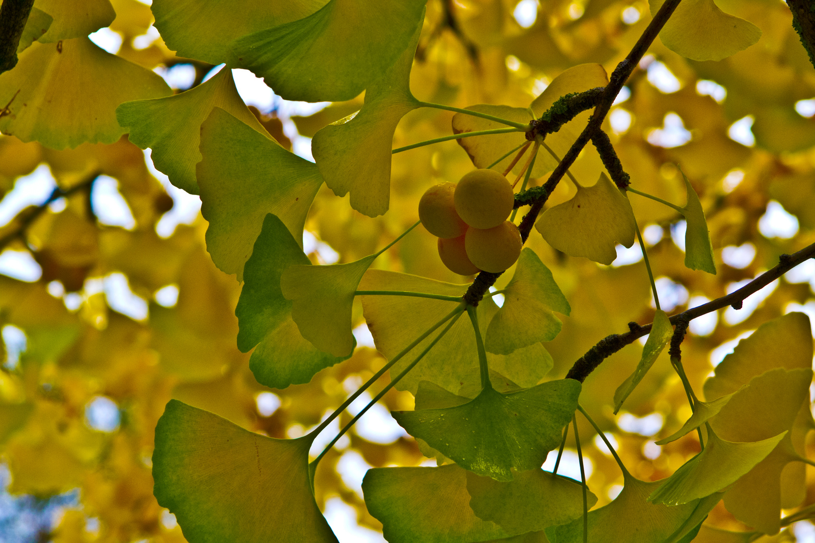 Ginkgo Biloba Baum