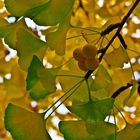 Ginkgo Biloba Baum