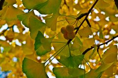 Ginkgo Biloba Baum