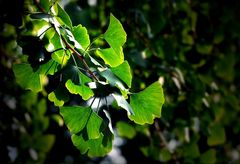 Ginkgo Biloba