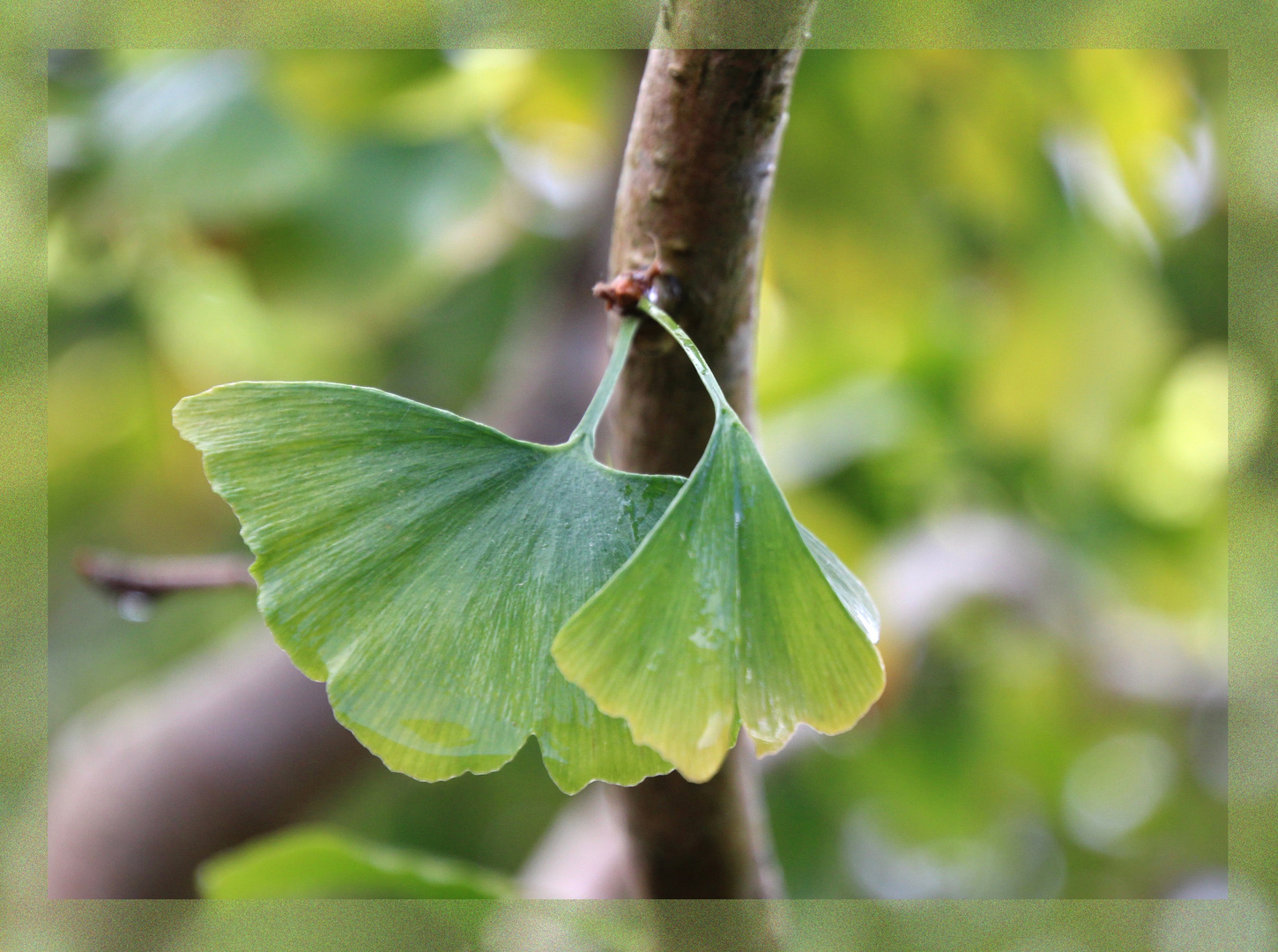   Ginkgo biloba 