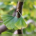   Ginkgo biloba 