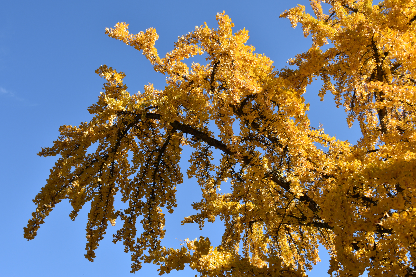 ginkgo biloba