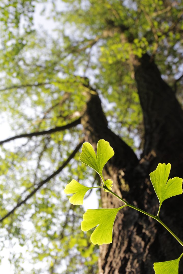 Ginkgo Biloba