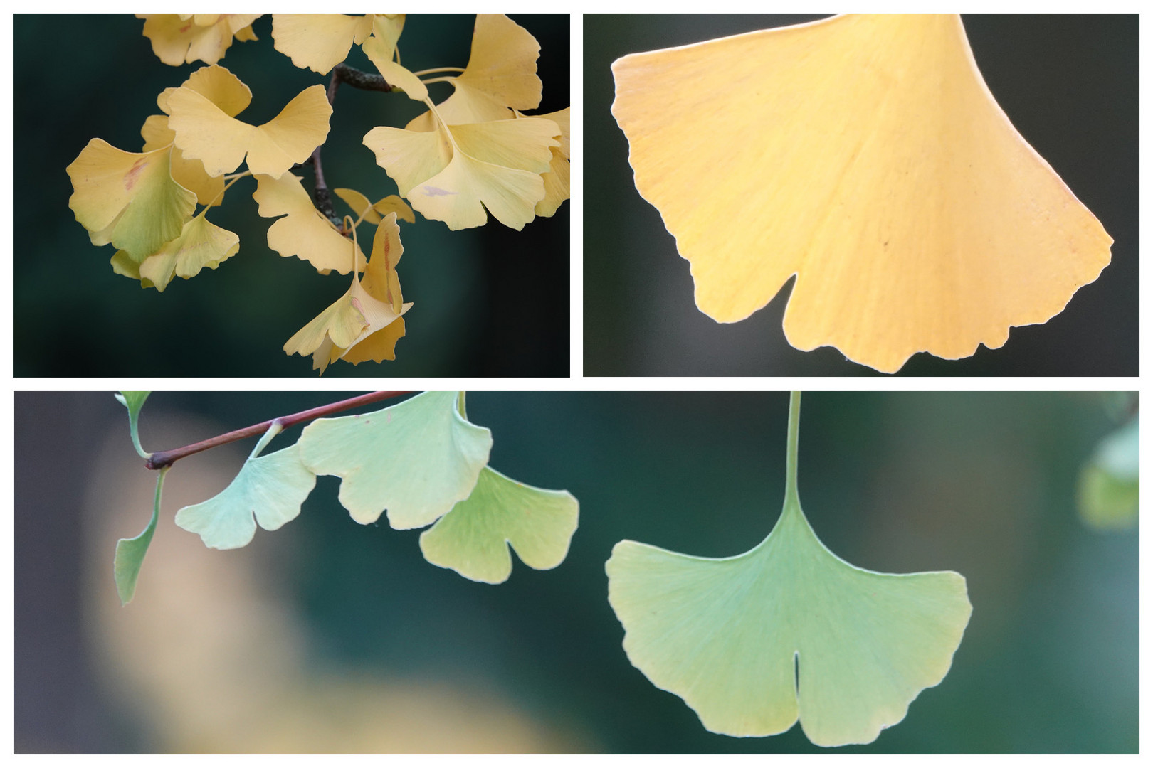 Ginkgo biloba