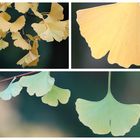 Ginkgo biloba