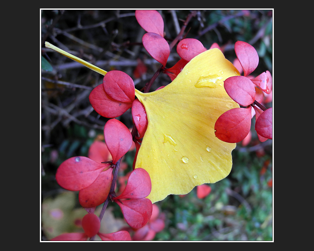 Ginkgo biloba