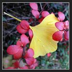 Ginkgo biloba