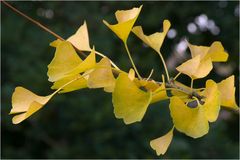 Ginkgo biloba... encore