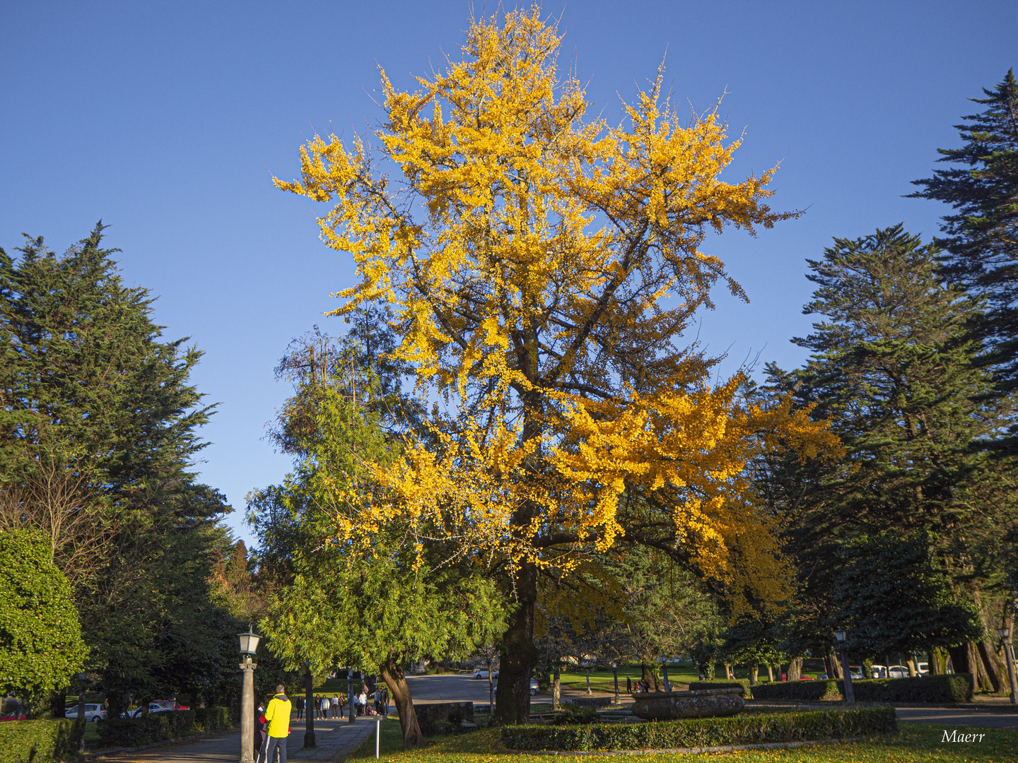 Ginkgo biloba