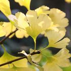 Ginkgo biloba- Herbstlaub