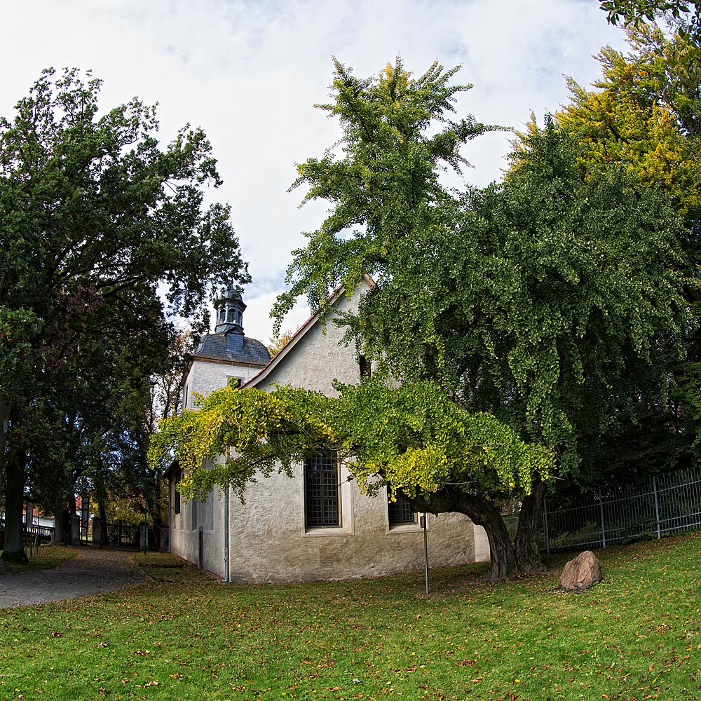 Ginkgo biloba in Harbke