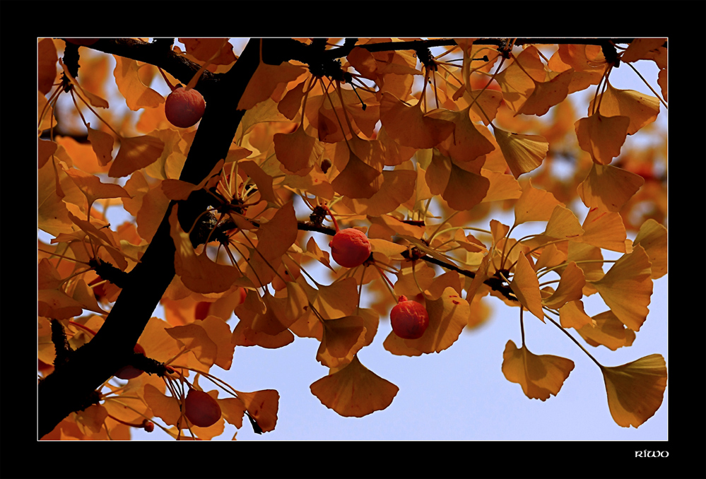 Ginkgo-Biloba mit Früchten....