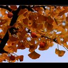 Ginkgo-Biloba mit Früchten....