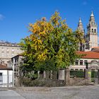 Ginkgo biloba otoñeando.