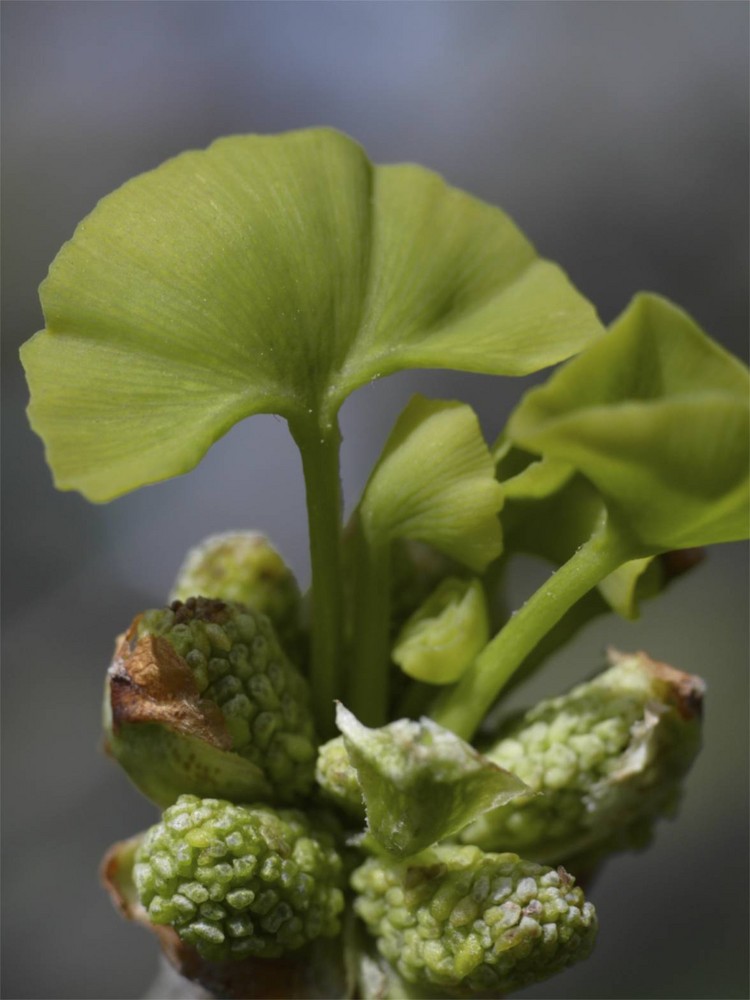 Ginkgo biloba (weiblich)