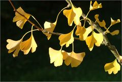 Ginkgo biloba_2