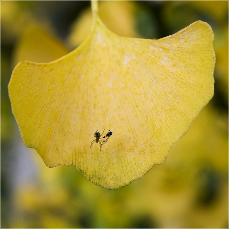 Ginkgo biloba_3