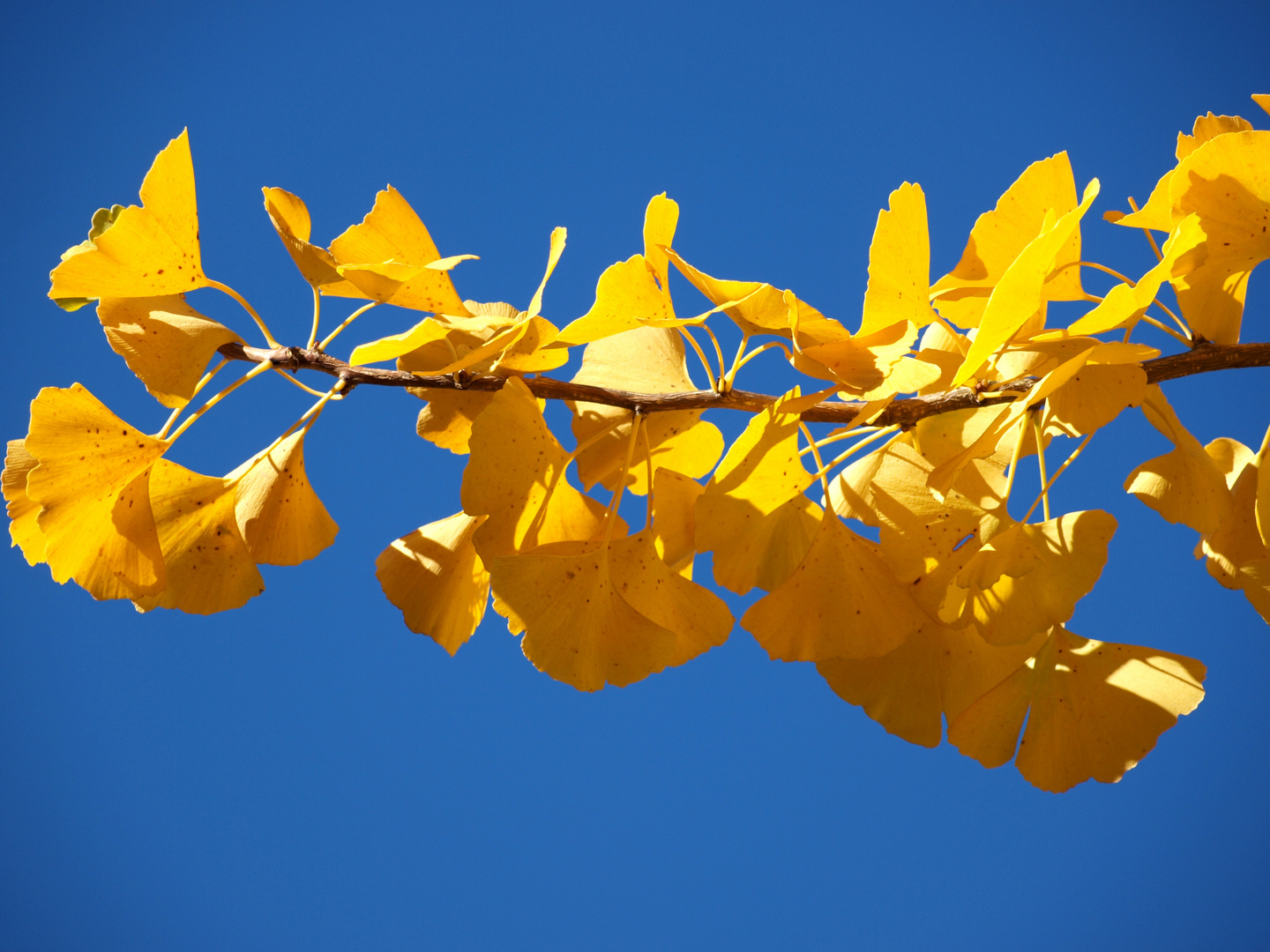 Ginkgo bilobo Foto & Bild pflanzen, pilze & flechten, bäume, blatt