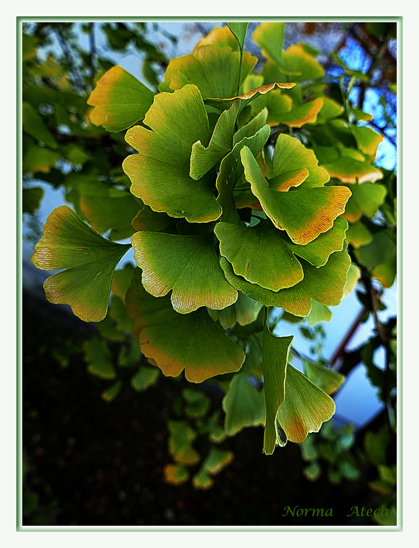 Ginkgo Bilowa