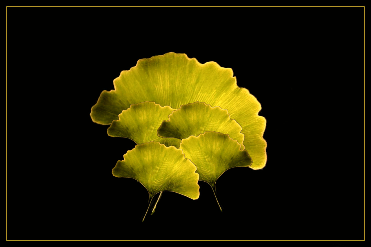 Ginkgo Blätter