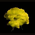 Ginkgo Blätter