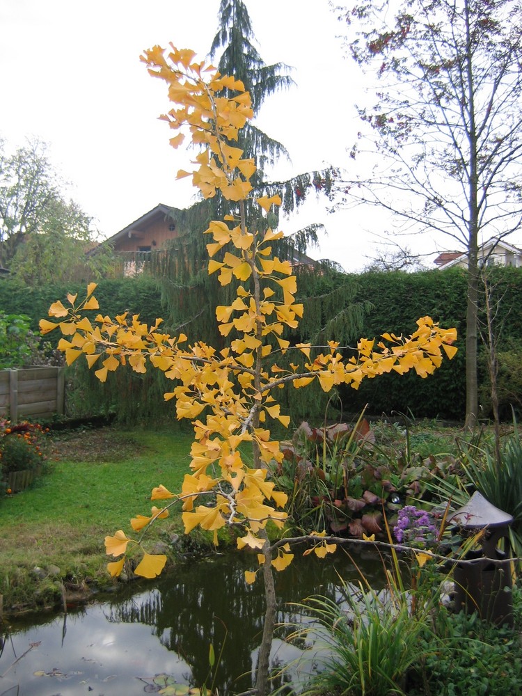 Ginkgo-Blätter....