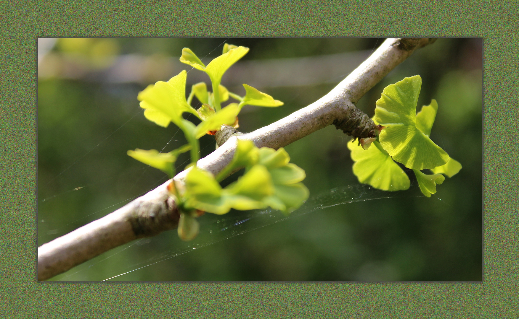 Ginkgo Blätter ...