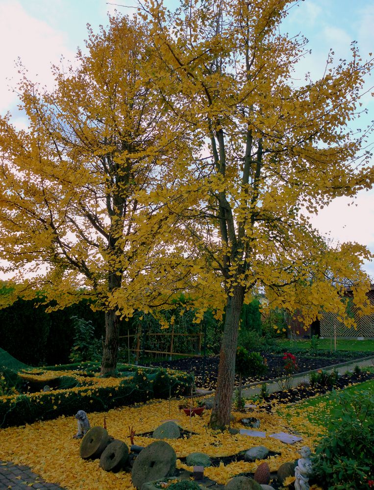 -Ginkgo Blätter vom feinsten...