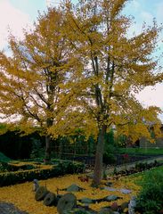 -Ginkgo Blätter vom feinsten...